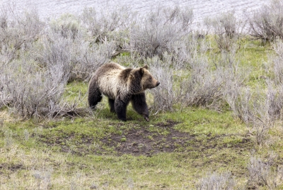 Grizzly Bear May 2025
